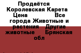 Продаётся!     Королевская Карета › Цена ­ 300 000 - Все города Животные и растения » Другие животные   . Брянская обл.